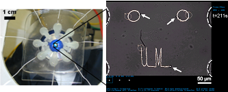 steering 3 yeast cell